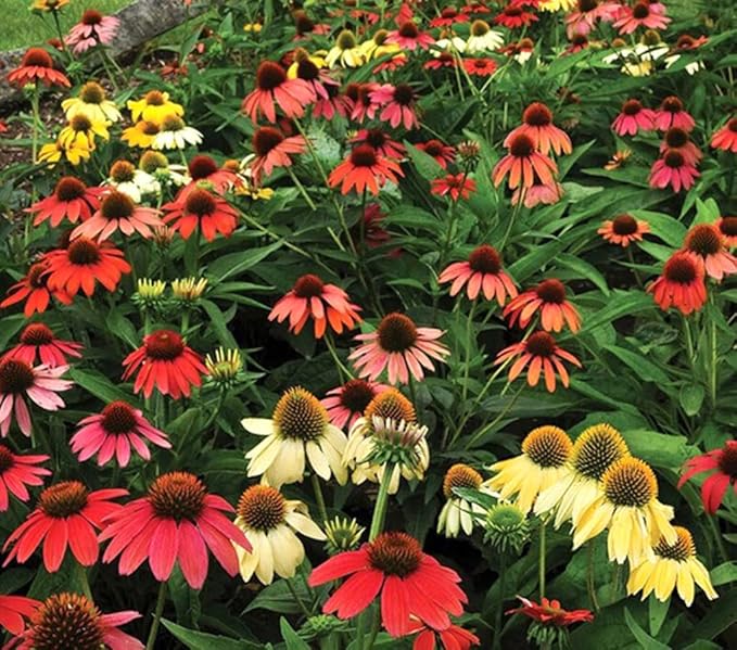 100PCS Mixed Coneflower Seeds Echinacea Perennial Wildflower Bloom Flower Seeds
