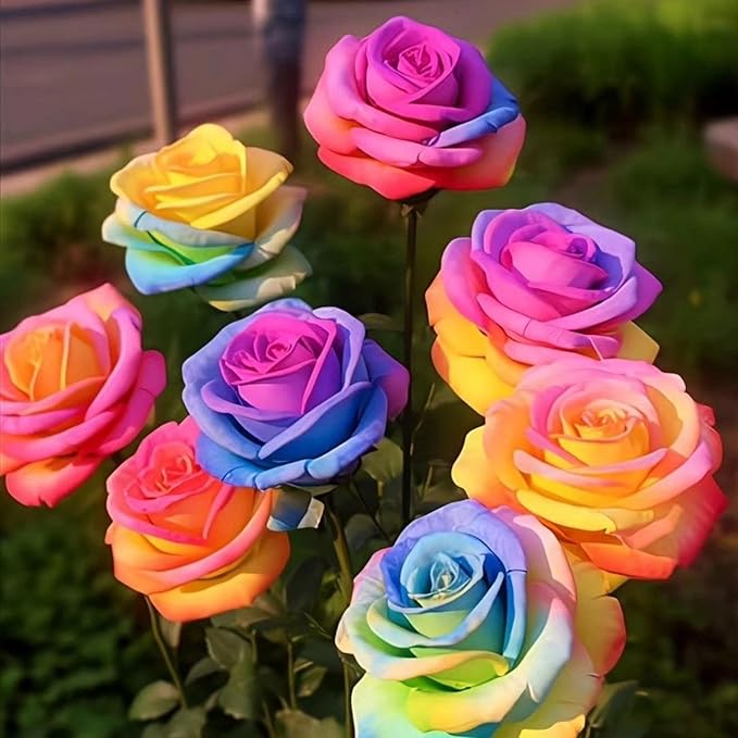 320+ Rose Seeds for Planting Perennial Rose Seeds Flower Bush Shrub Flowers Seed Beautiful Flower for Home Garden Great Gardening Gift