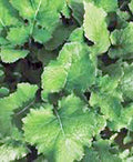 Turnip Seeds,Turnip, Seven Top, Heirloom, 500 Seeds, Non GMO,vegatable