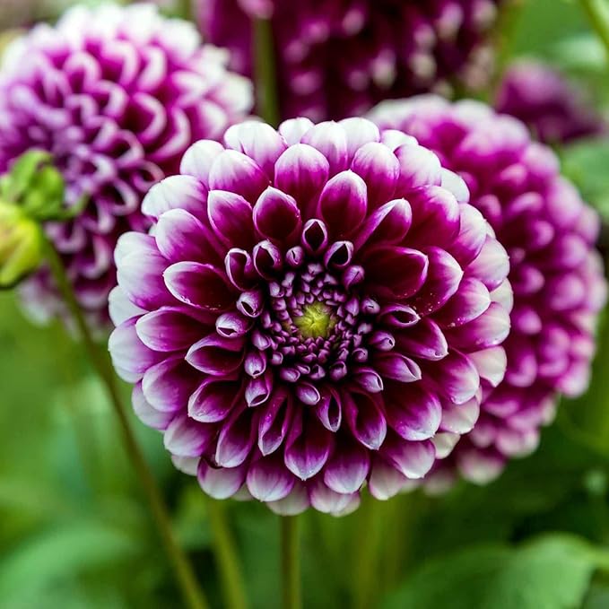 Eden Brothers Dahlia Bulbs (Dinnerplate) - Mystery Day, Non-GMO Bulbs for Planting, 2 Bulbs | Low-Maintenance Flower Bulbs, Plant During Spring, Zones 8, 9, 10, 11