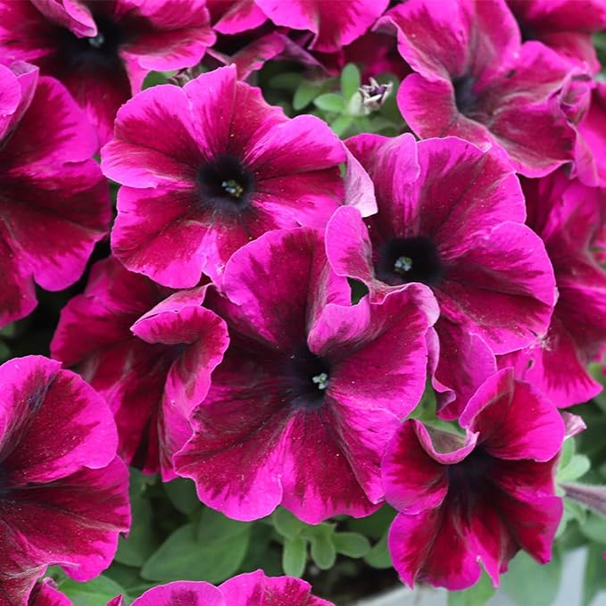 330+Mixed Petunia Hybrida Seeds for Planting-Perennial Hanging Petunia Flower Seed Plant for Home Garden Heirloom Non-GMO
