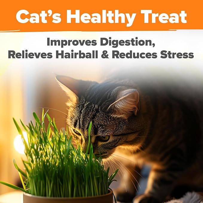 HOME GROWN Non GMO 1 Pound Cat Grass Seeds for Cat & Kittens Oat & Barley Mix 100% Heirloom, Grow Fresh Kitty Grass for Chewing, Pet Grass for Cats Indoor Garden