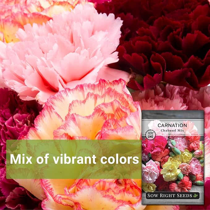 Sow Right Seeds - Chabaud Mix Carnation Seeds for Planting - Non-GMO Heirloom Dianthus Variety Ideal for Outdoor Gardens - Grow Large Carnation Plants - Easy to Sow and Bloom Beautiful Flowers (1)