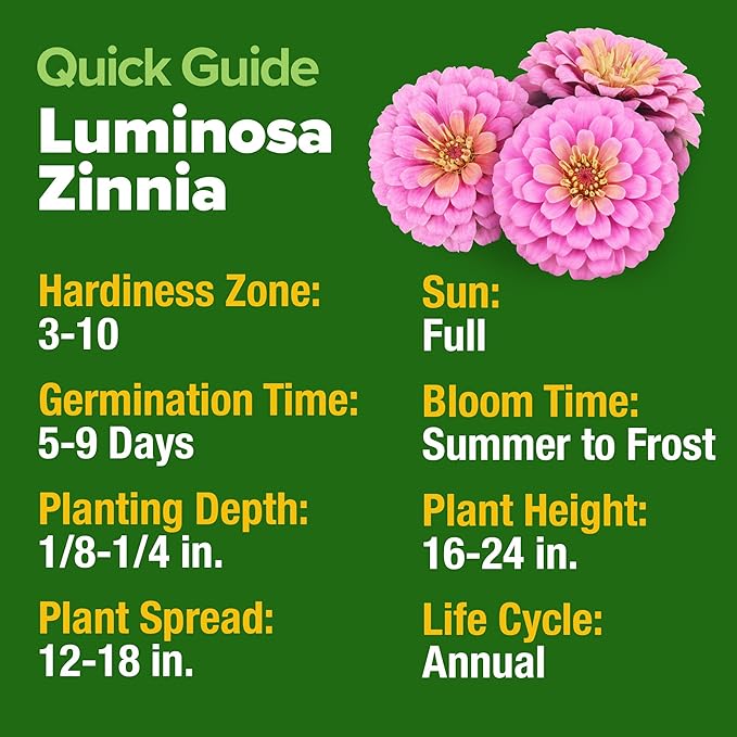 HOME GROWN Pink Zinnia Seeds – 4500 Luminosa Zinnias, Easy to Grow Annual Flower Seeds for Planting Outdoors for 2026, Fast Blooming, Heat Tolerant Herb Seed Garden Companion (Zinnia elegans)