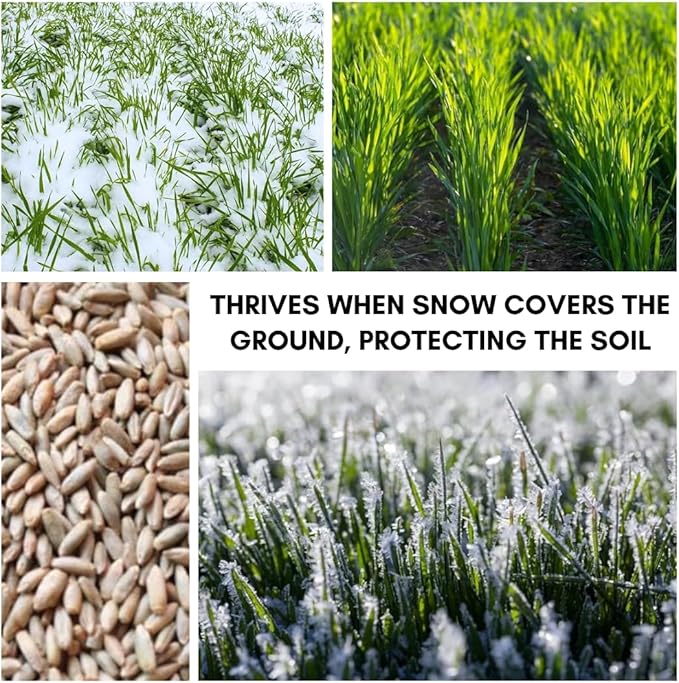 5 lbs No-Till Winter Rye Cover Crop Seeds – Non-GMO Rye Grass Seed for Soil Improvement, Erosion Control & Weed Suppression – Hardy Winter Rye for Deer, Turkey & Wildlife Food Plots