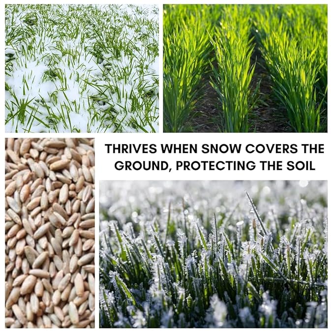 Rye Grain Seeds – 5 lbs – Open-Pollinated Cover Crop and Forage Mix for Soil Improvement, Erosion Control, and Deer Food Plots