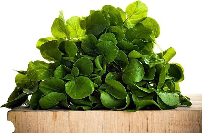 Seeds Vegetable Garden Cress Lettuce Brodleaf - 400 Seeds