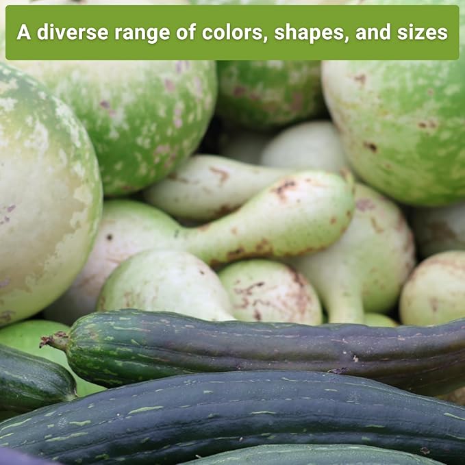 Sow Right Seeds - Gourd Seed Collection for Planting - Packets of Decorative, Luffa, Dipper & Bottle Gourds - Grow Your Own Crafts, Home Decor & More - Non-GMO Heirloom Packets with Instructions