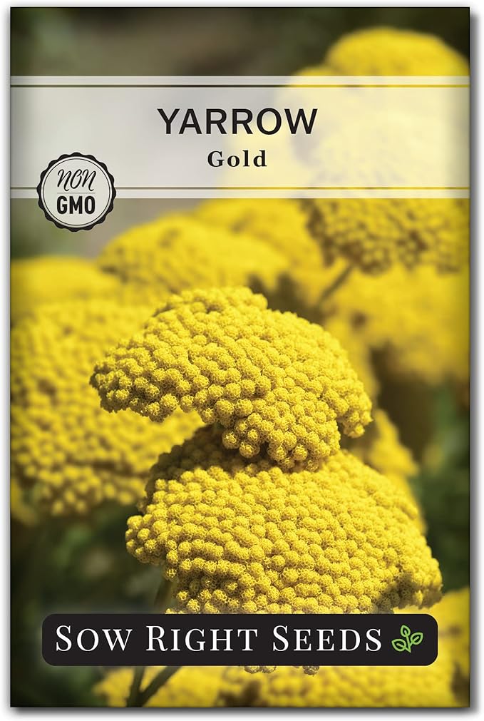 Sow Right Seeds - Achillea Yarrow Gold Flower Seeds for Planting - Flowers to Plant in Your Garden - Non-GMO Heirloom Packet with Instructions - Favorite Perennial to Attract Pollinators (1)