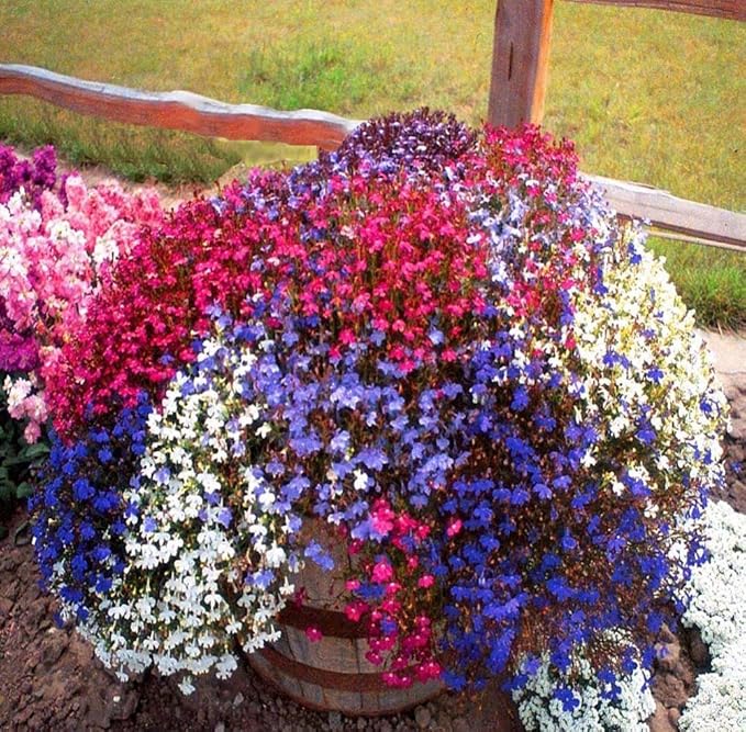 KIRA SEEDS - Seeds Lobelia Сascade Mix - Annual Flowers for Planting - GMO Free