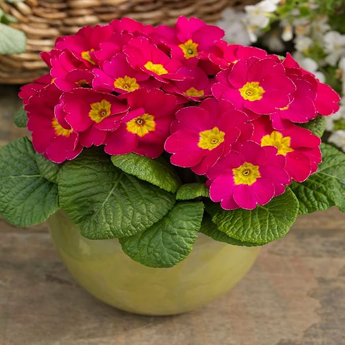 Outsidepride Danessa Pink Shades Common Primrose Seeds - 50 Pcs Annual, Hardy, Easy to Grow & Low Maintenance Flower Seeds for Planting Vibrant Blooms, for Containers, Borders & Erosion Control