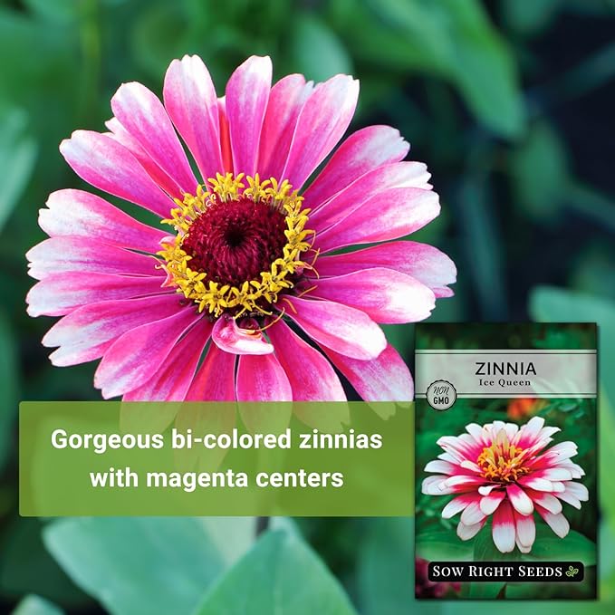 Sow Right Seeds - Zinnia Ice Queen Flower Seeds for Planting - Beautiful Flowers to Plant in Your Garden - Non-GMO Heirloom Seeds - Pink with White Tips Variety - Attract Pollinators - Cut Flower (2)