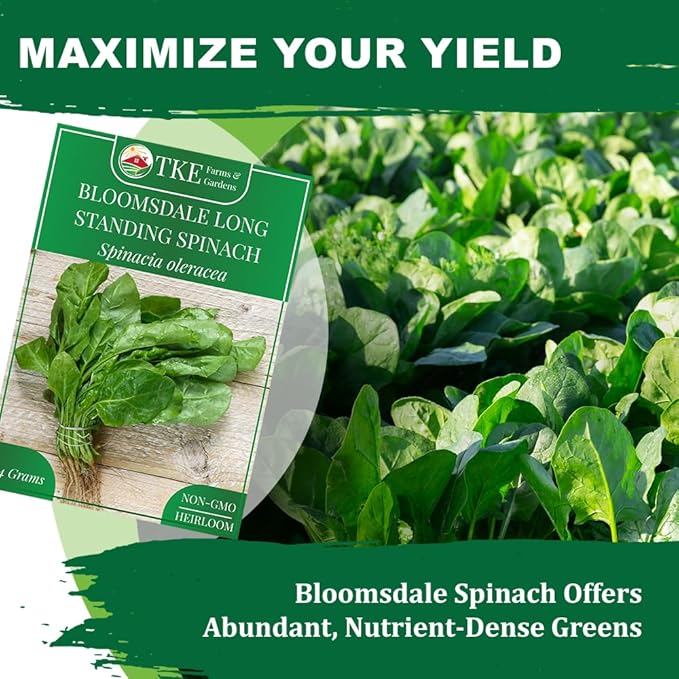 TKE Farms & Gardens - Bloomsdale Spinach Seeds for Planting, 320+ Heirloom Non-GMO Seeds, Cold-Hardy & Long Standing, Rich Flavor, Fast Growing for Spring & Fall Gardens, Indoors or Outdoors