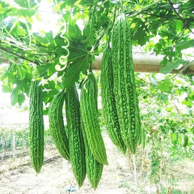 40 Bitter Gourd Seeds for Planting, High-Germination Indian Bitter Melon, Non-GMO Seeds for Home & Garden, Ideal for Outdoor Growing