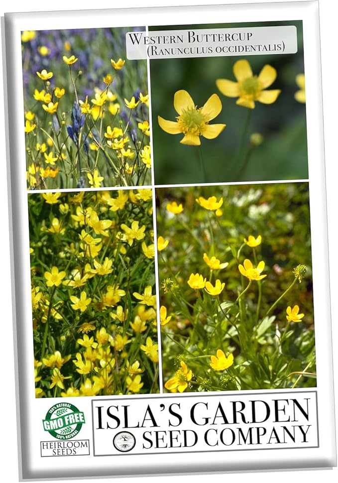 Western Buttercup Seeds (Ranunculus occidentalis) – 250+ Non-GMO & Heirloom Seeds by Isla’s Garden Seeds, Long-Blooming Field Flowers for Pollinator-Friendly Gardens, Great Gardening Gift
