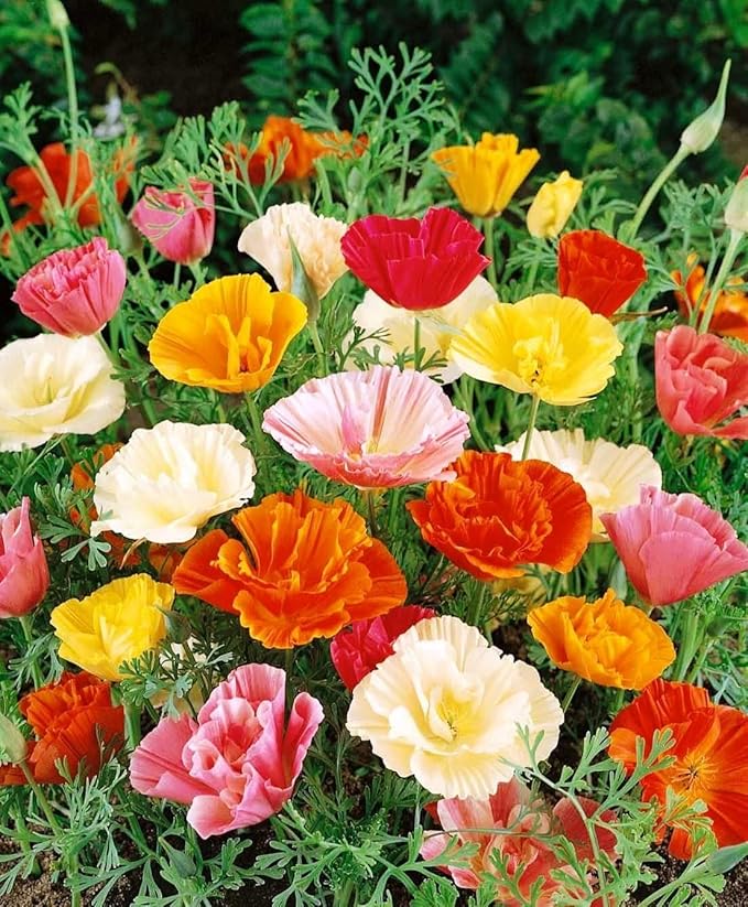 KIRA SEEDS - Seeds California Poppy Mix - Eschscholzia californica - Perennial Flowers for Planting