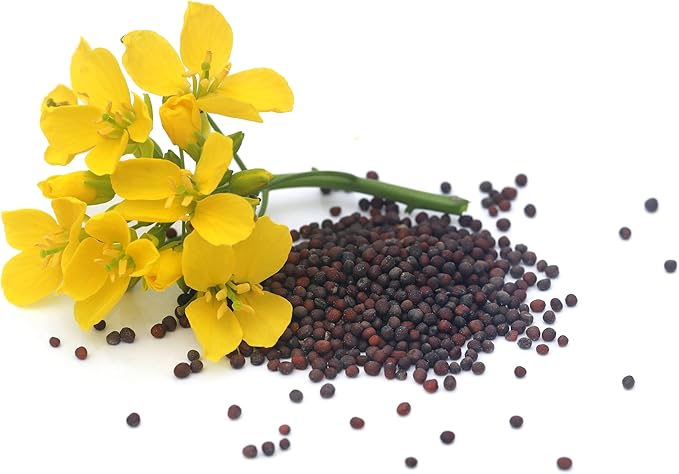 2000 Florida Broadleaf Mustard Seeds for Planting - Heirloom, Non-GMO, USA Grown - Brassica Juncea
