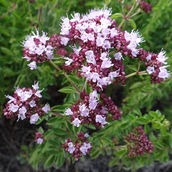 NIKA SEEDS - Seeds Herb Sweet Marjoram Oregano Medicinal - 1000 Seeds