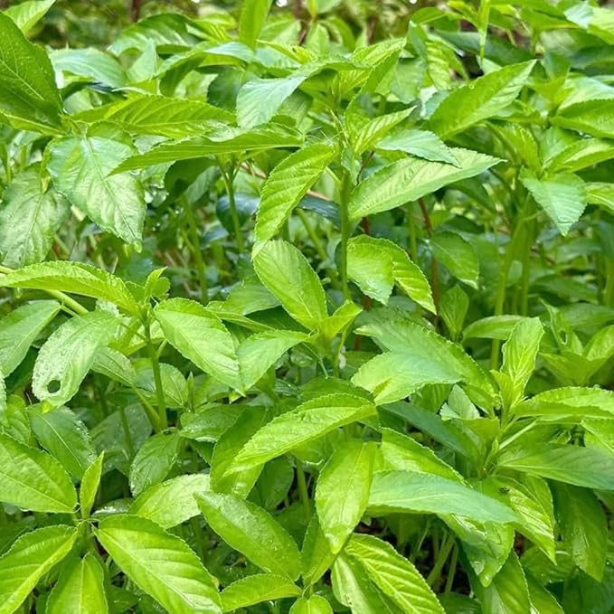 Premium Egyptian Spinach (Molokhia) Seeds – 3000+ Non-GMO, Heirloom Saluyot Seeds for Planting – Fast-Growing, Nutrient-Rich & High-Yield