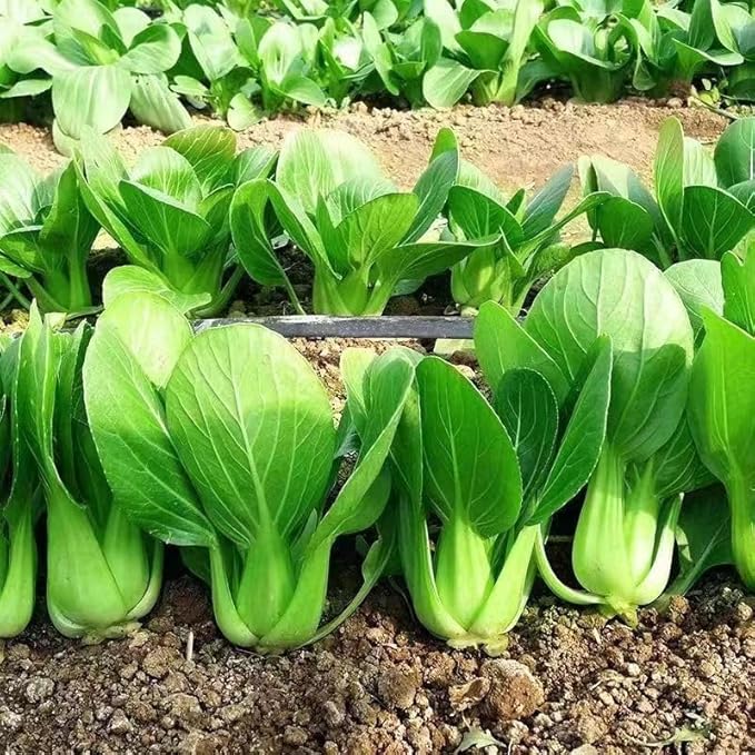 ZEshops All Year Round Organic Chinese Cabbage Seeds, 1000pcs, Non-GMO, High 95% Germination, Perfect for Every Season