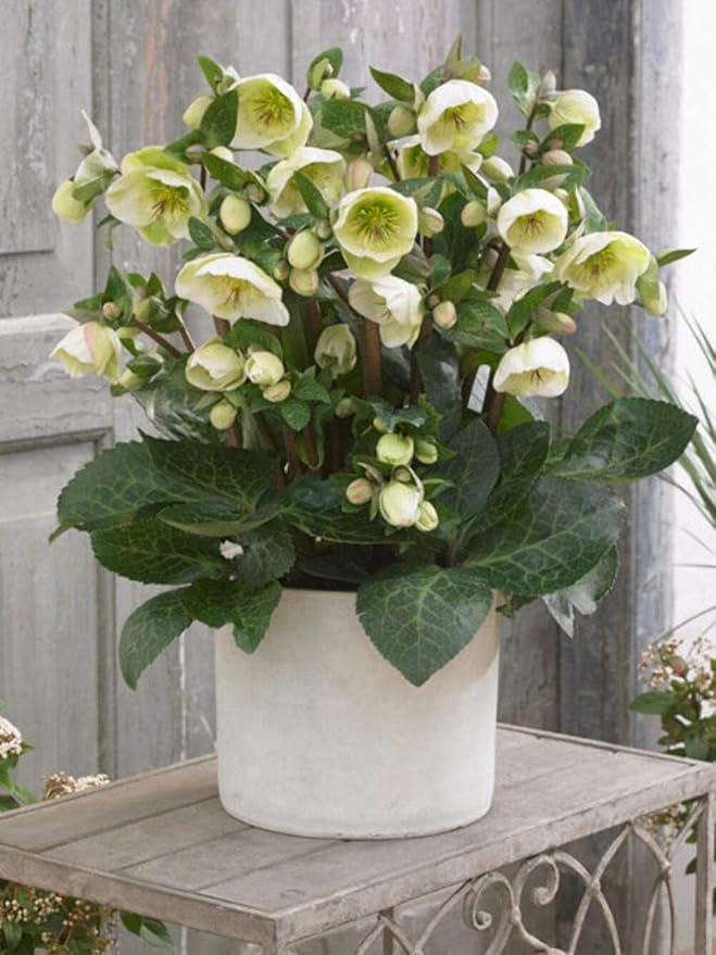 Perennial Farm Helleborus Frostkiss® Moondance™ – Live Lenten Rose in #1 Container, Creamy White Blooms with Green Centers, Marbled Evergreen Foliage, Shade Loving, Deer Resistant