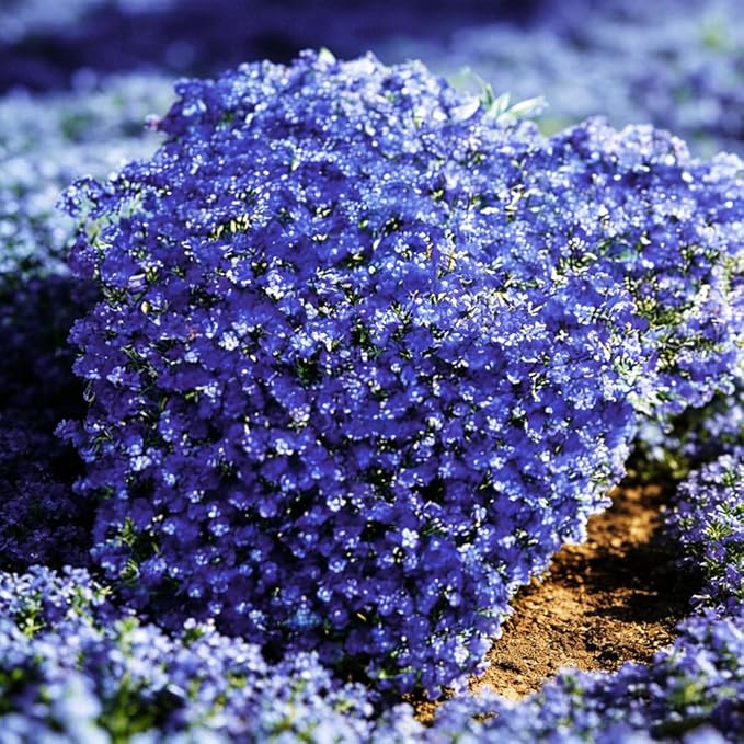 Mixrug 9998+ Blue Woolly Thyme Seeds for Planting,Perennial Blue Creeping Thyme Seeds Ground Cover,Drought Tolerant Path Edging Thym Seed Evergreen Silver Foliage for Stone Pathways