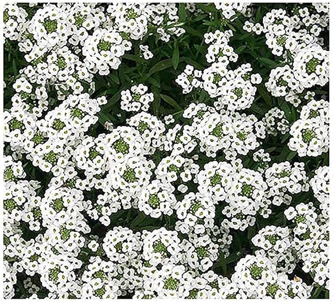 8000 Sweet Alyssum Seeds - Carpet of Snow - Great Ground Cover