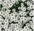8000 Sweet Alyssum Seeds - Carpet of Snow - Great Ground Cover