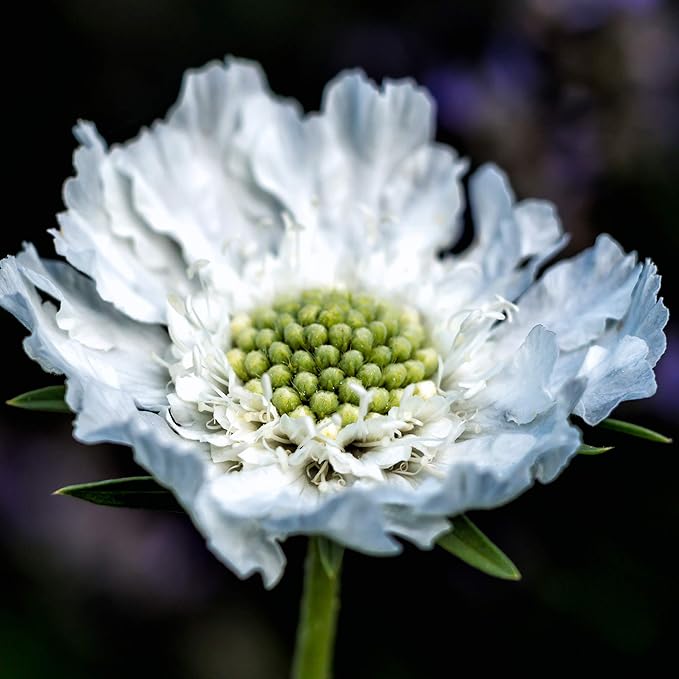Outsidepride Perfection White Scabiosa Seeds - 200 Pcs Perennial Pincushion Flower Seeds That Attract Pollinators, Upright & Neat Growth Habit for Small Gardens, Borders, Containers, & Xeriscaping