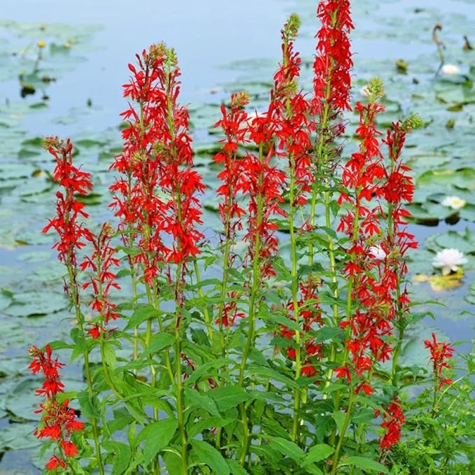 200+Perennial Red Cardinal Flower Seeds for Planting Outdoors-Wild Cardinal Flower Attracts Bees&Butterflies Fragrant Butterfly