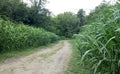 CZ Grain Food Plot Seeds for Planting - Grow Food for Deer, Turkey, Elk, Phesants, Quail and Other Wild Game (Egyptian Wheat - 8 Oz.)