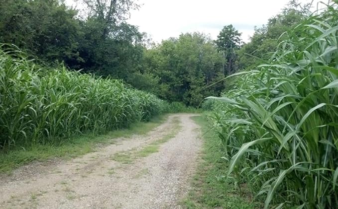 CZ Grain Food Plot Seeds for Planting - Grow Food for Deer, Turkey, Elk, Phesants, Quail and Other Wild Game (Egyptian Wheat - 8 Oz.)