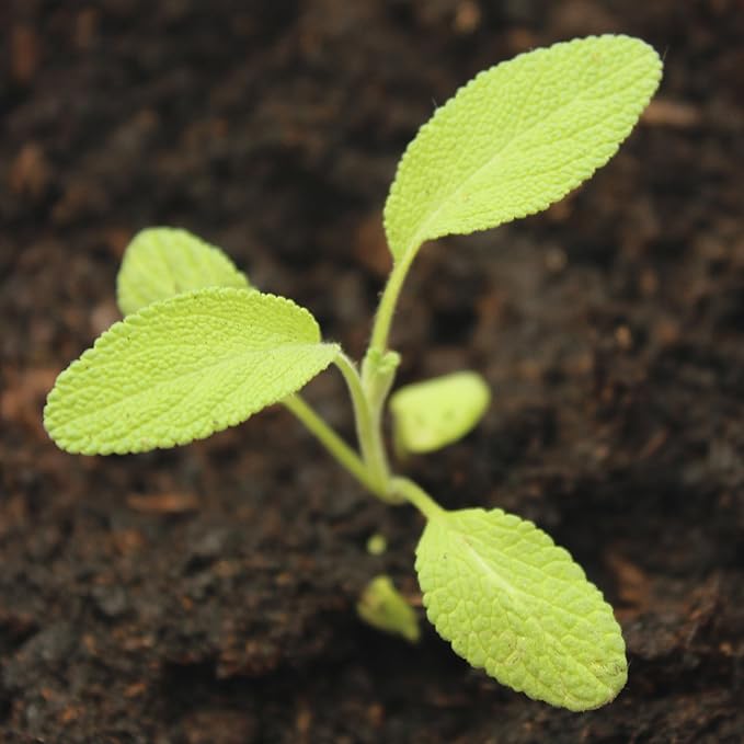 Seed Needs Sage Seeds for Planting Broad Leaved Herbs - Non-GMO Heirloom & Untreated Culinary Herb Seed to Plant a Home Grown Garden Indoors or Outdoors (1 Pack)