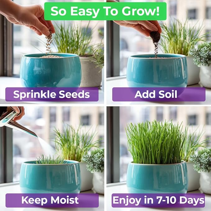 NatureZ Edge Cat Grass Seeds & Catnip Seeds - 3 Pack Variety Kit, Cat Grass for Indoor Cats, Oat & Barley Seeds for Planting, Cat Plant, Indoor Cat Grass Kit, hierba para Gatos