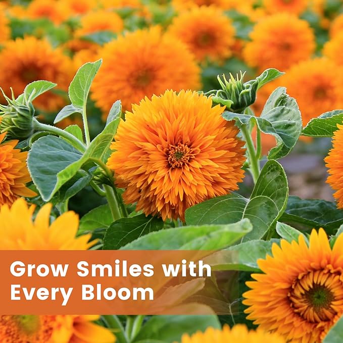 1000+ Teddy Bear Sunflower Seeds to Plant, Non-GMO Heirloom Flower Seeds for Planting, Dwarf Variety, Gardens & Borders - Easy to Grow with High Germination Rate, Perfect for Beginners
