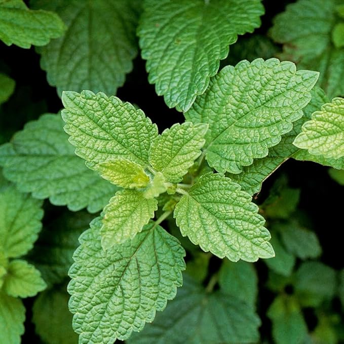Set 2 Lemon Balm Plants Live for Planting, 4-7" Tall, Lemon Balm Mint Herb Seedling, Well Rooted Starter Plants