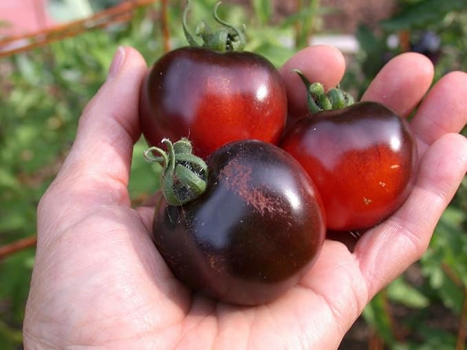 Seeds Black Cherry Tomato - Heirloom Vegetable - GMO Free