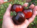 Seeds Black Cherry Tomato - Heirloom Vegetable - GMO Free