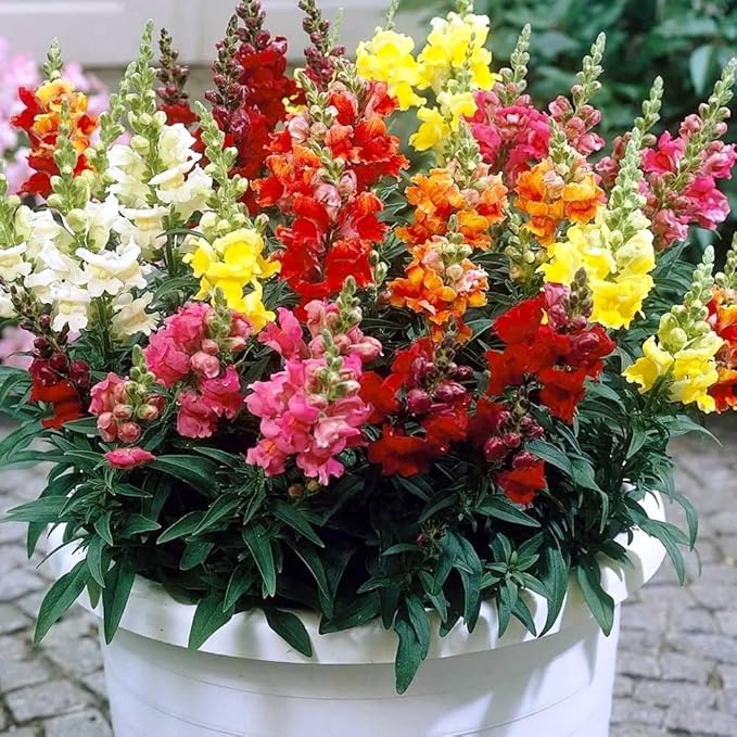 KIRA SEEDS - Seeds Dwarf Low Snapdragon Mix - Annual Flowers for Planting - GMO Free