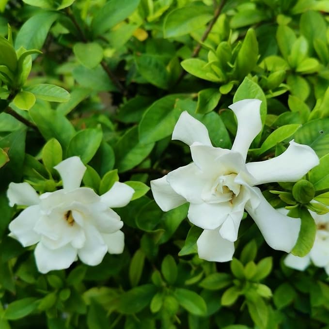 Gardenia Jasminoides Seed for Planting, 300+ Jasmine Climber Seeds, Perennial Plants, Non-GMO Heirloom Gardenia Jasminoides Seeds for Garden Home Outdoor