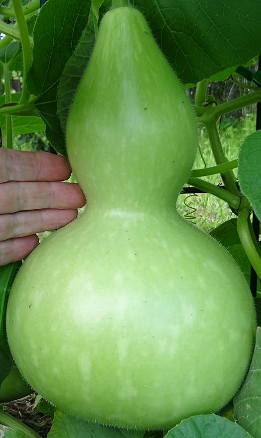 KIRA SEEDS - Seeds Bottle Gourd - Calabash - Lagenaria - Heirloom Vegetable - GMO Free