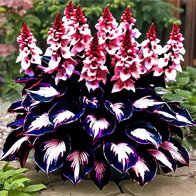 115+ Mixed Hosta Seeds for Planting Outdoors,Giant Hostas Seeds Perennial,Ground Cover Seed Shade Low Maintenance for Home Outdoor Garden