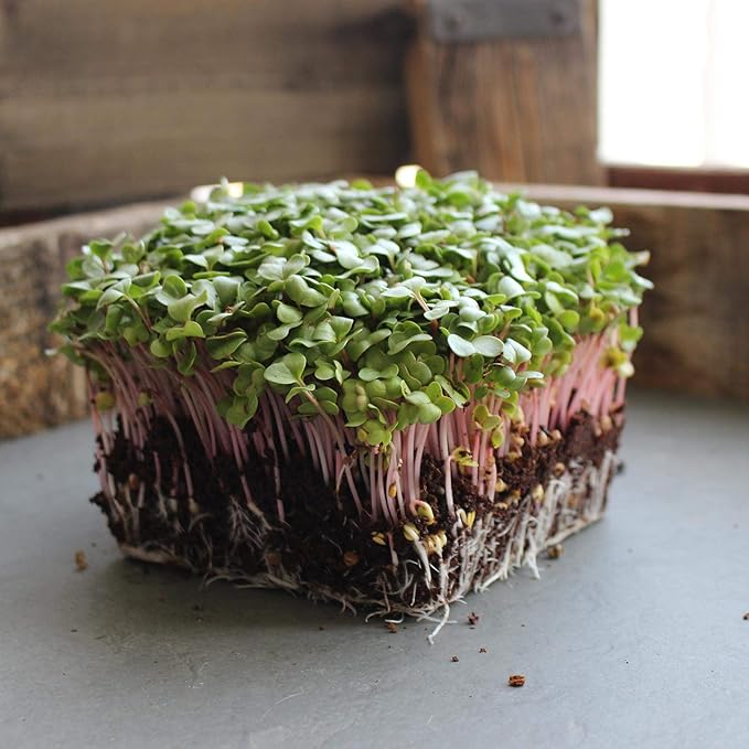 Red Stem Radish Microgreens Seeds - 4 Oz ~14,000 Seeds - Red Stemmed with Green Leaves - Non-GMO Micro Greens Seed