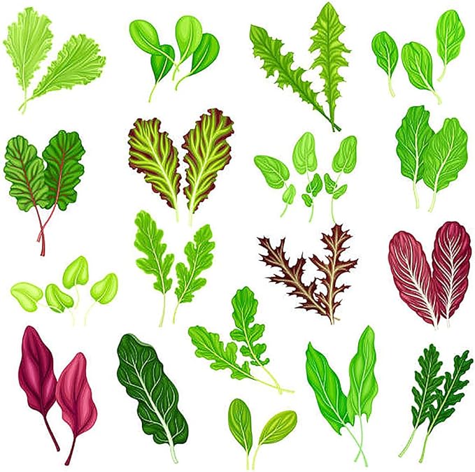 Buttercrunch Lettuce Seeds - Fall Crop and Cool Season Planting -1200 Seeds