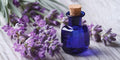 RAISE ME UP: Seeds English Lavender Lavandula Non GMO Heirloom