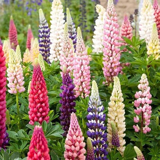 Seeds Lupin Giant Mix/Perennial Flowers