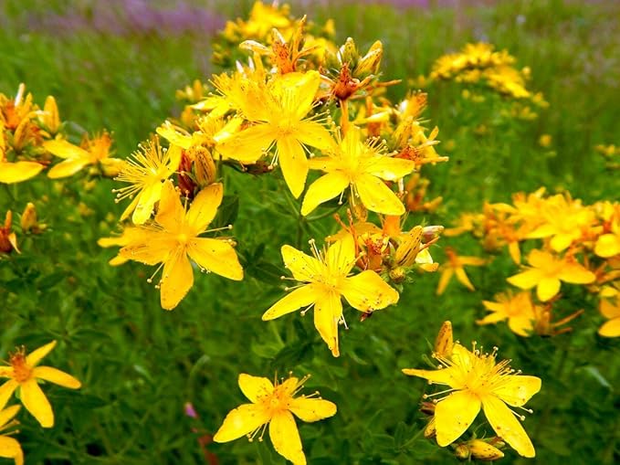 Seeds St. John's Wort Plant Medicinal Herbs Perennial Garden for Planting Non GMO 2000 Seeds