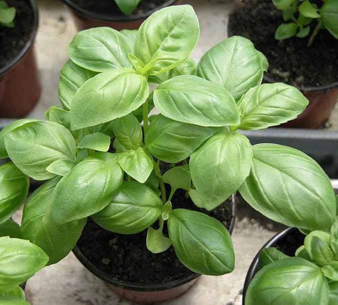 Seeds Indoor Basil Green Herb Heirloom for Planting Non GMO