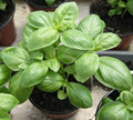 RAISE ME UP: Seeds Sweet Basil Indoor Green Herbs Non GMO Heirloom