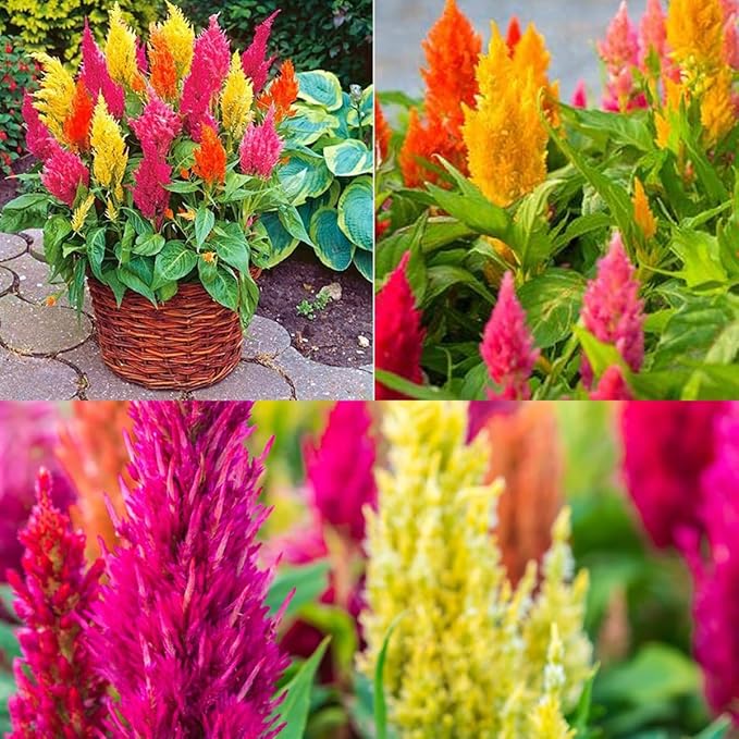 200 X Mixed Cockscomb Seeds Celosia Flower Seeds for Planting & Growing Easy to Grow Home Gardens Wildflower Seeds